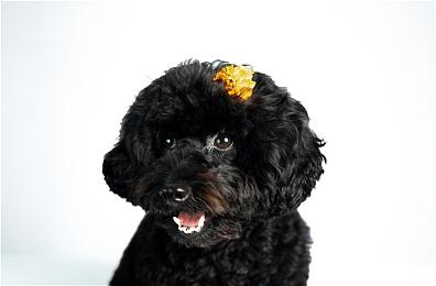 PC Gamer 2021年度游戏公开：《英灵神殿》